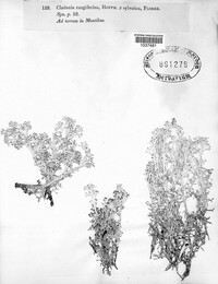 Cladonia portentosa image